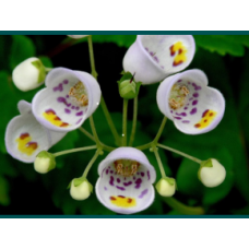 Jovellana violacea Spotted Violet Teacup Slipper Flower Plants